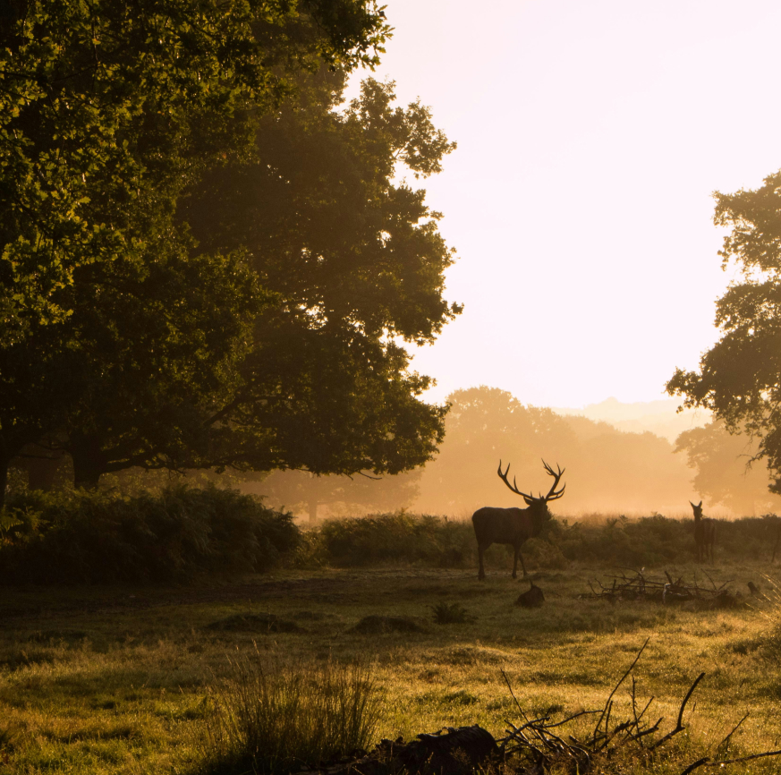 The Best Green Spaces & Parks in Kingston Upon Thames