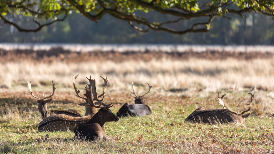 The Best Green Spaces & Parks in Kingston Upon Thames